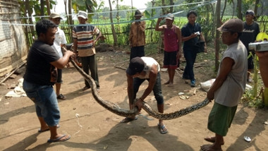 Ular Sanca Kembang 4 Meter Ditemukan di Jombang