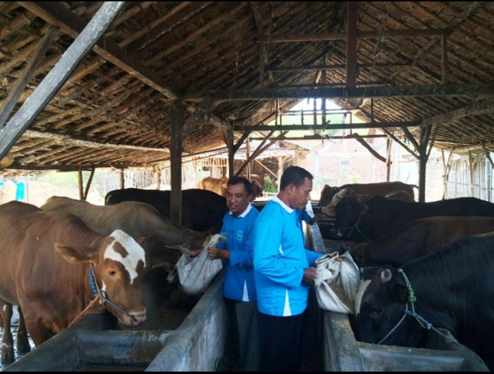 SMGR Gelontori Peternak Sapi Rembang Rp1,43 Miliar