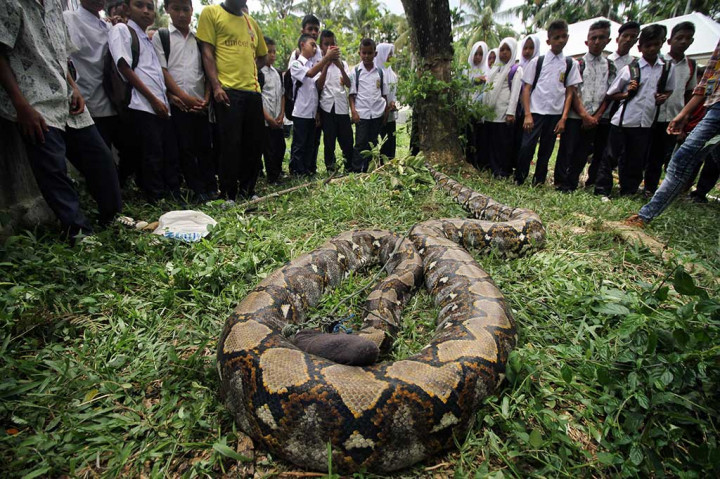 Piton Sepanjang 12 Meter Ditangkap Warga