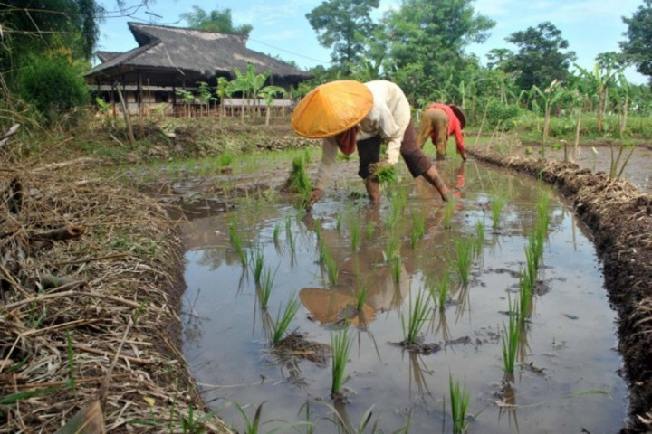 Kementan Optimis Wujudkan Swasembada Padi di NTT