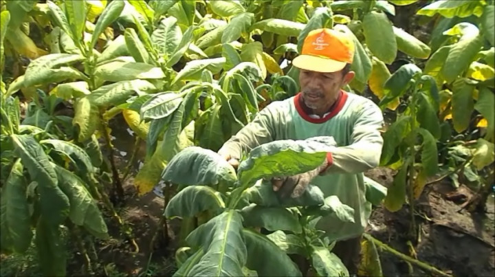 Puluhan Hektare Tembakau di Kendal Gagal Panen