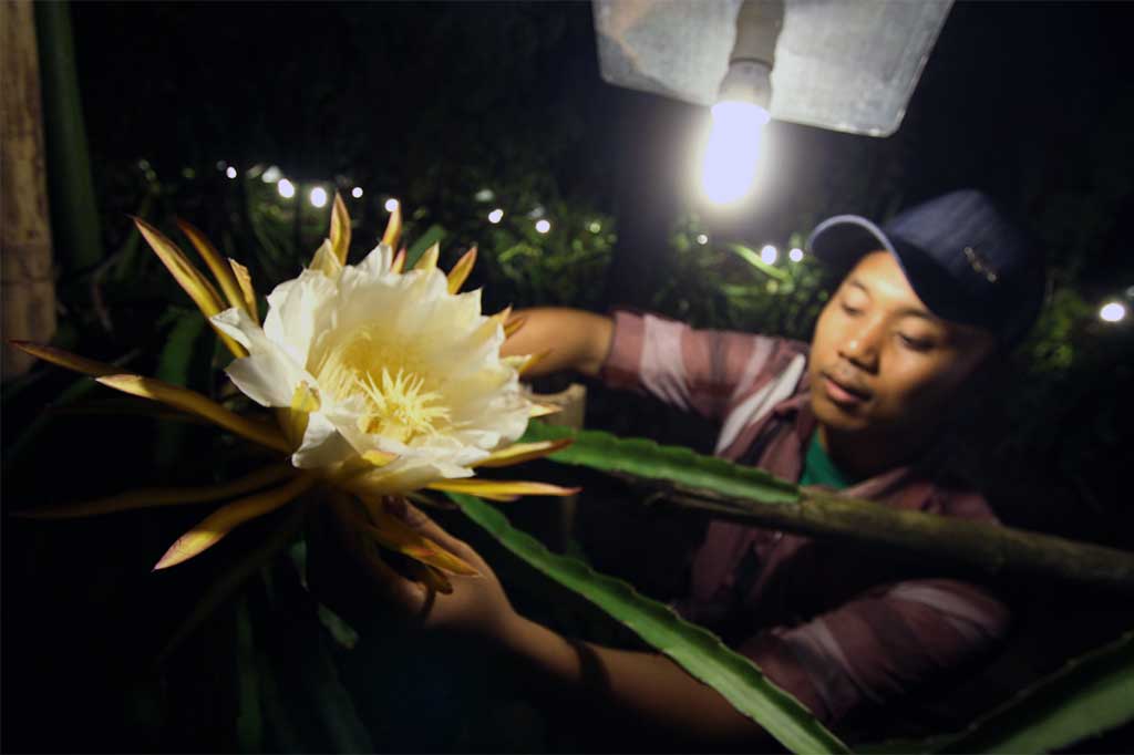 Cahaya Lampu Tingkatkan Produktivitas Buah Naga
