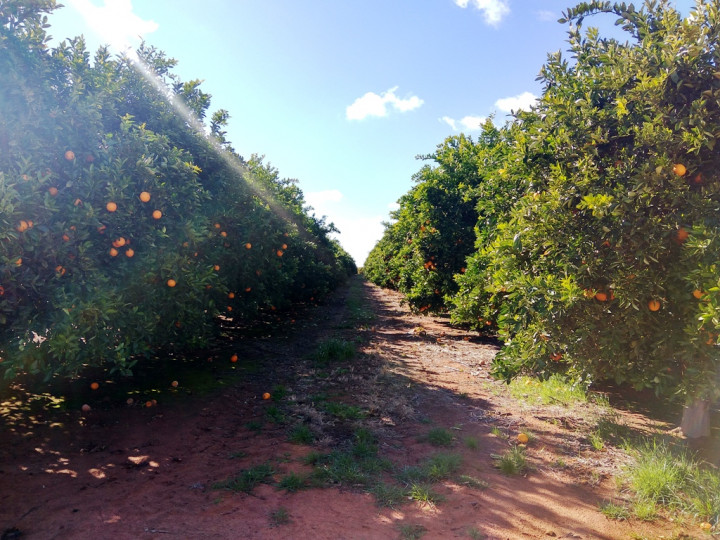 Jeruk Andalan Australia Jadi Primadona di Indonesia dan Tiongkok
