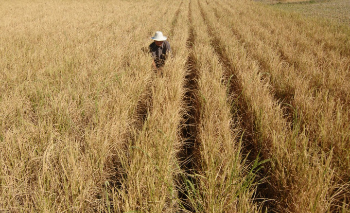 Pemerintah Bangunkan Lahan Tidur saat Kemarau