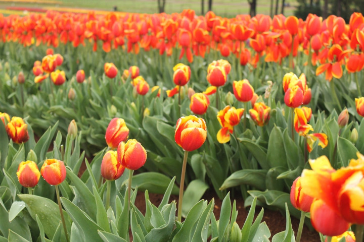 Tak Perlu ke Belanda, Keindahan Bunga Tulip Juga Bisa Dilihat di Australia