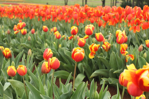 Tak Perlu Ke Belanda Keindahan Bunga Tulip Juga Bisa Dilihat Di