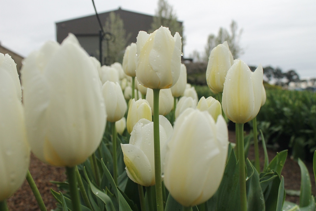 Bunga Tulip Ternyata Berasal Dari Turki Bukan Belanda