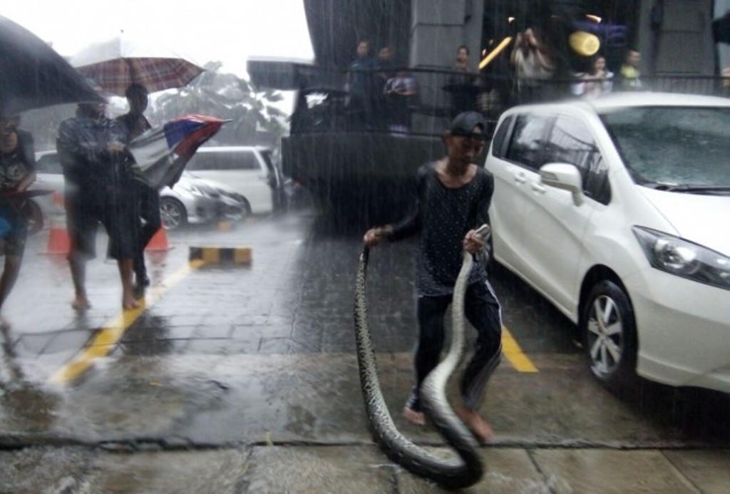 Ahok: Jakarta Penuh Biawak dan Ular - Medcom.id