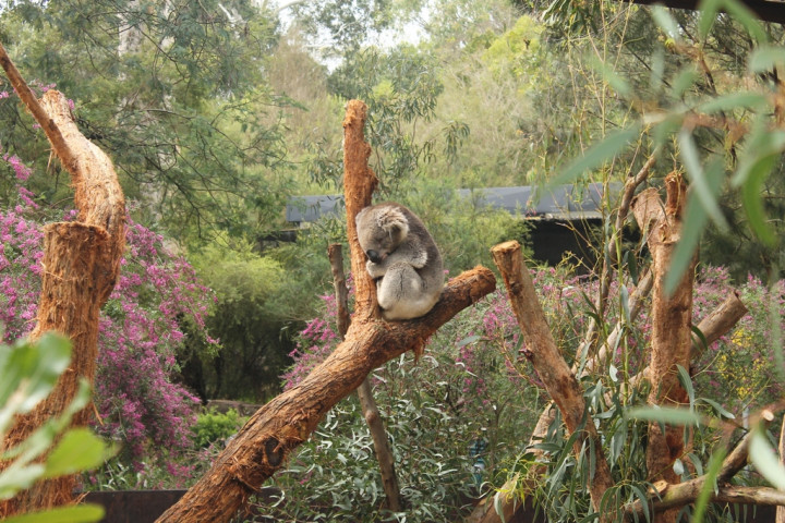 Keseruan Berinteraksi dengan Hewan Liar Khas Australia di Healesville Sanctuary