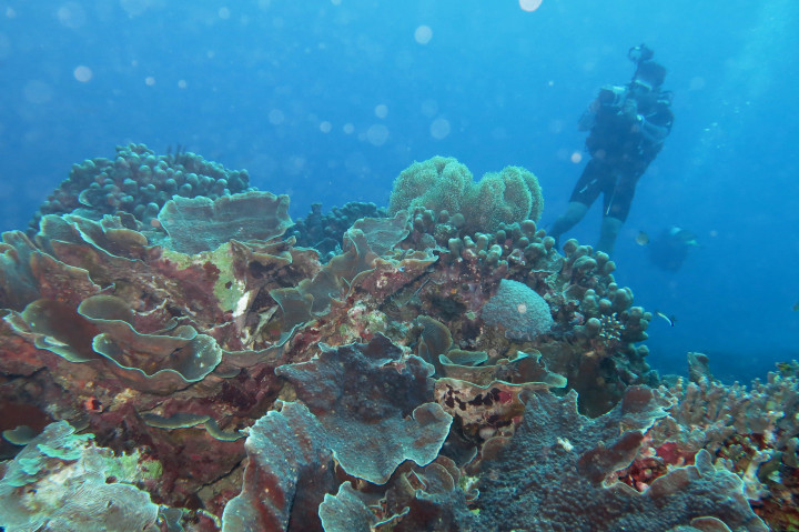 Riyanni Djangkaru Pun Endorser Dive Site Indonesia di Dive Magazine