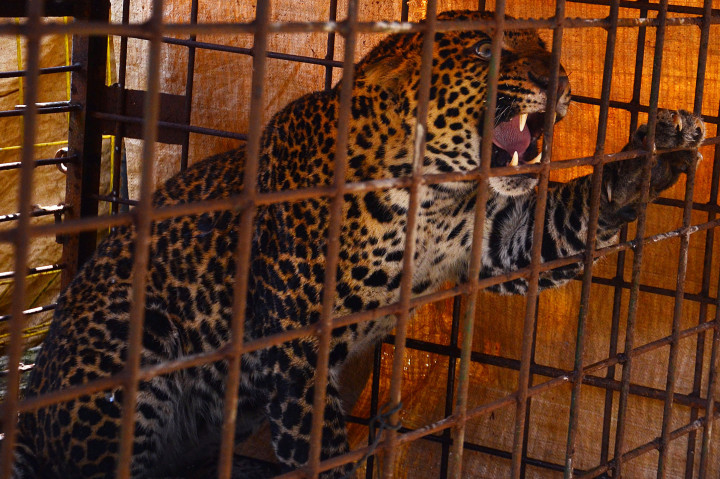 Turun Gunung, Seekor Macan Tutul Ditangkap
