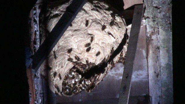 Pengunjung dan Pengaman Presiden Diserang Ribuan Tawon Kebun Raya