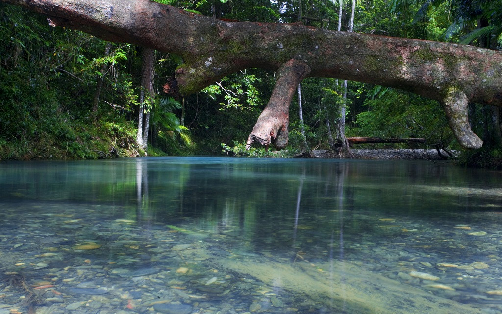Hutan hujan tropis Daintree memiliki umur lebih dari 130 tahun. (daintreerainforest.net.au)