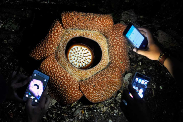 Rafflesia Arnoldii Mekar di Taman Nasional Bukit Daun