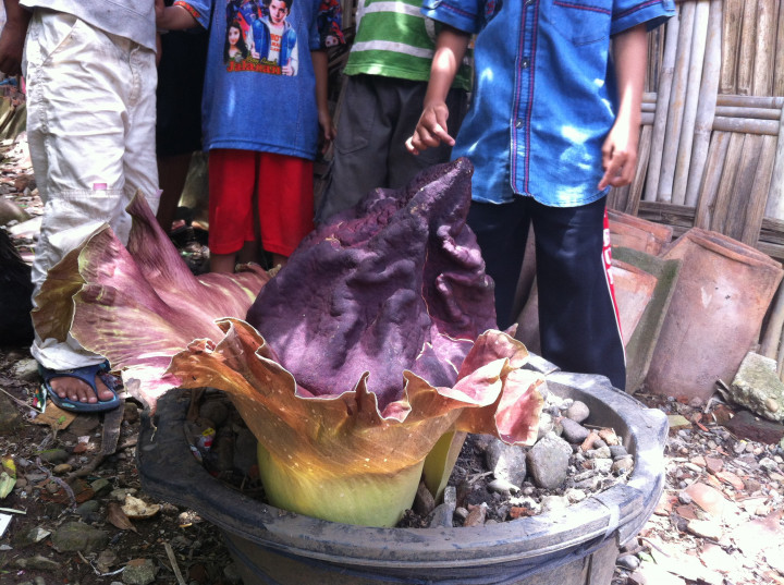 Bunga Bangkai Mendadak Muncul di Pekarangan Warga Pekalongan