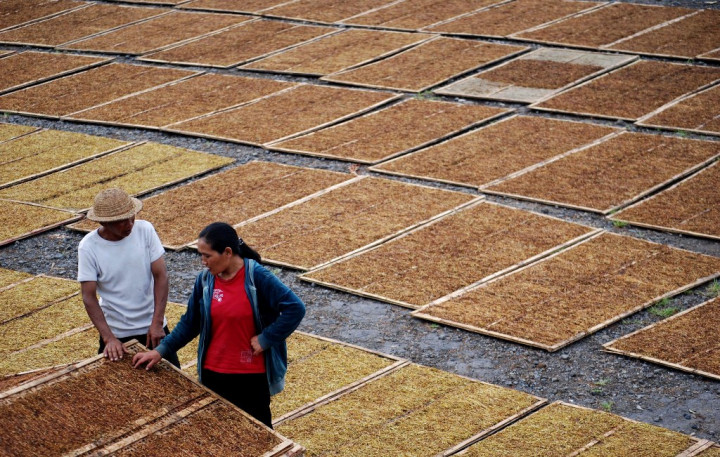 Pemerintah Dukung Sistem IPS untuk Dongkrak Produksi Tembakau