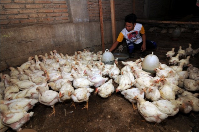 12 Poultry Companies Guilty of Cartel Practices