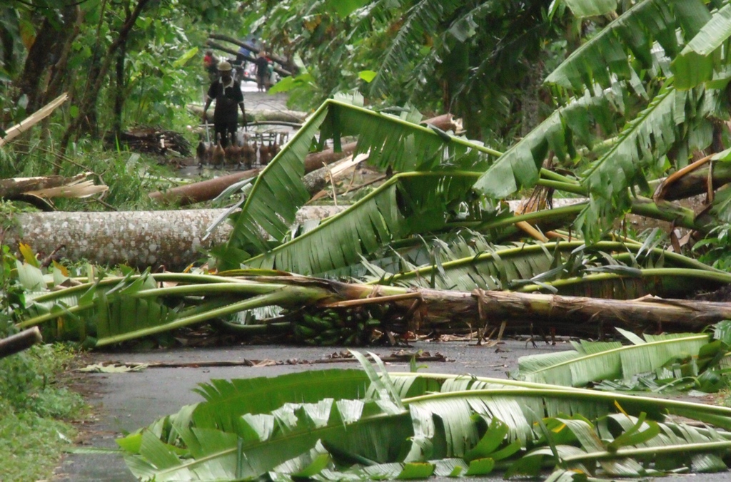 Ilustrasi pohon tumbang. Foto: MI/Furqon