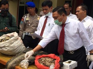 Pelaku Perdagangan Satwa Dilindungi Diringkus