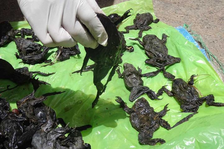 10 Ribu Katak Langka Peru Mati, Diduga akibat Pencemaran