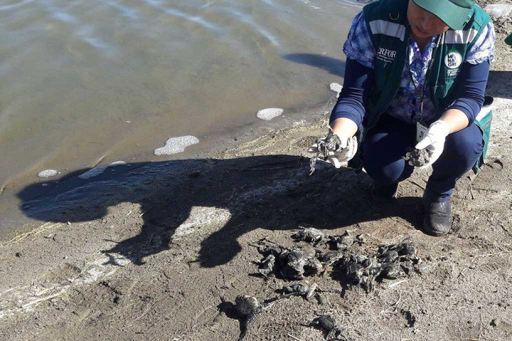 Air Sungai Tercemar, 10 Ribu Katak Langka Peru Ditemukan Mati