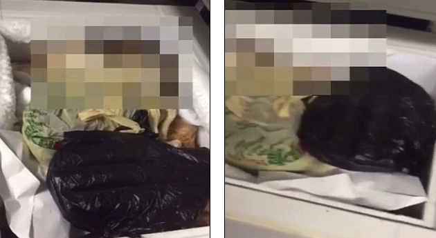 Sekitar 40 kucing ditemukan mati membeku di lemari pendingin yang baru saja dibeli (Foto: Daily Mail)