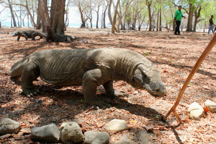 Berwisata ke Pulau Komodo, Apa yang Menarik di Sana?