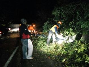Pohon Tumbang Menyebabkan Jalur Weleri Sukoharjo Macet