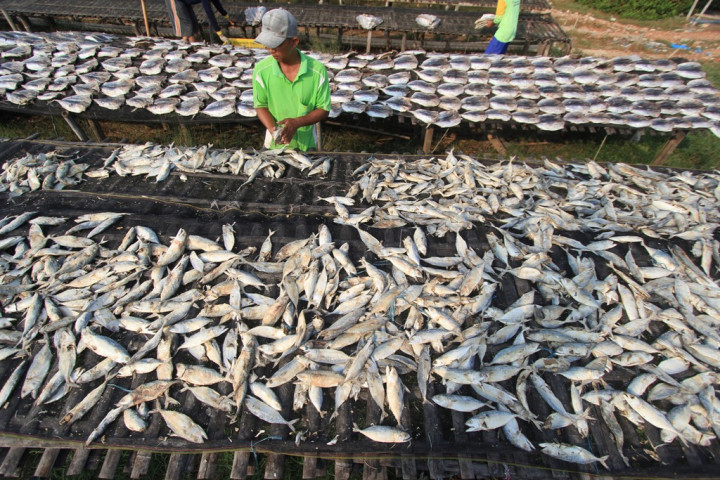 Investor Rusia Investasi Pengolahan Ikan di Indonesia