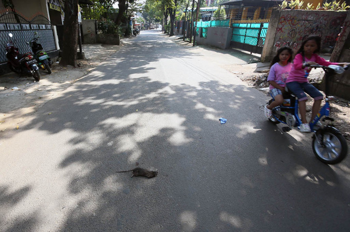 GBT untuk Mencegah Penularan Penyakit Bawaan Tikus