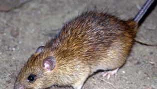 Ahok: Gerakan Basmi Tikus Dilakukan Hanya Sekali