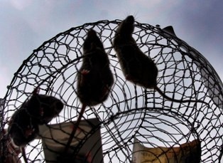 Cara Menangkal Penyakit Kencing Tikus