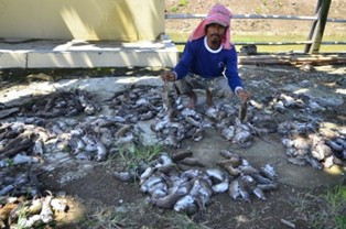 Dinas Kebersihan Minta Pemusnahan Tikus dengan Cara Fumigasi