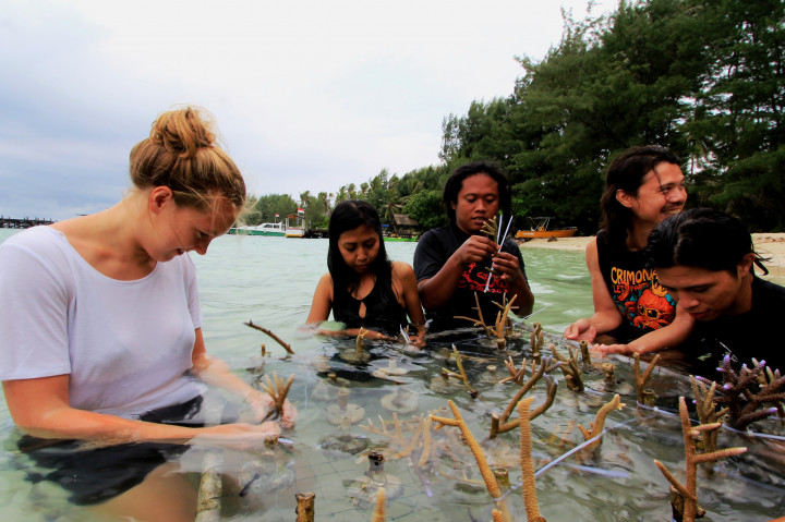 Wisatawan Asing Ikut Tanam Terumbu Karang di Pulau Menjangan Kecil