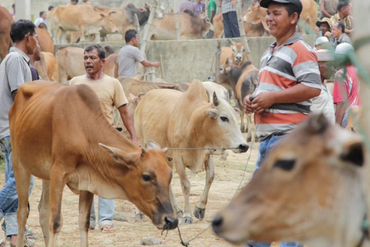 Produksi Populasi Sapi di Jatim Dibidik Capai 4,5 Juta