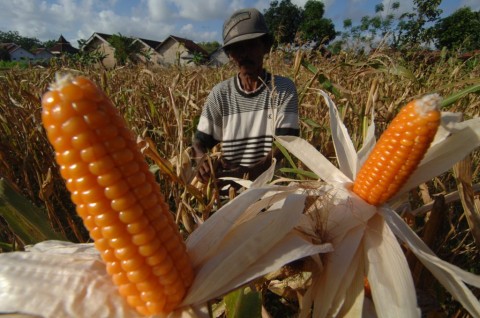 Kementan akan Selidiki Bantuan Bibit Jagung Hibrida