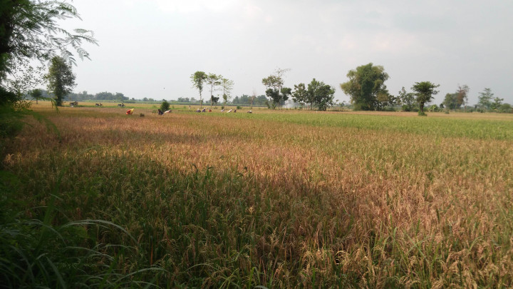 Luas Lahan Pertanian DIY Cuma 30%, Produktivitas pun Semenjana