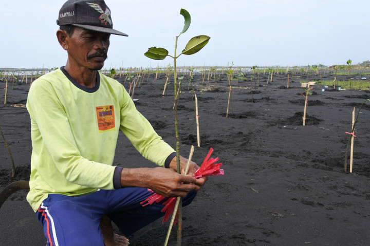 Tolak Tambang, Warga Tanam 12.000 Mangrove di Pesisir Pantai Jember