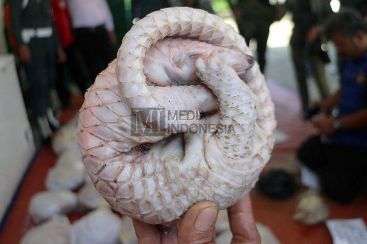 Penyelundupan Puluhan Ekor Trenggiling Beku Digagalkan