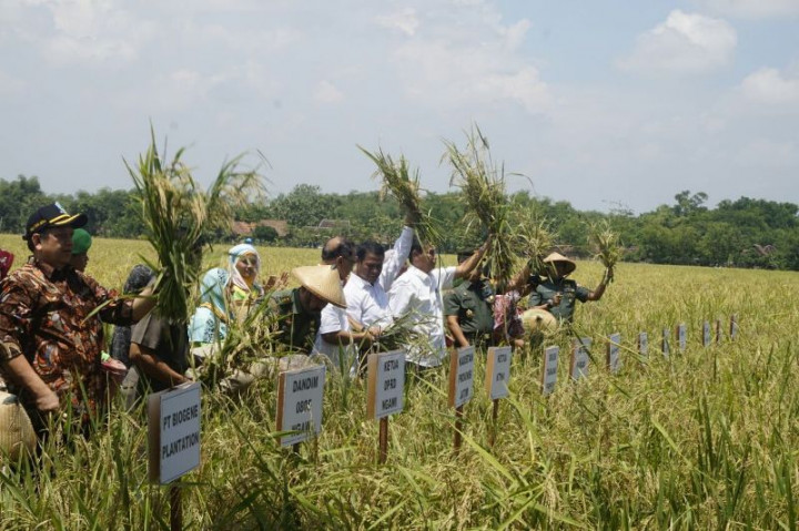 Penanaman Benih Padi Hibrida Untungkan Petani dan Buruh Tani