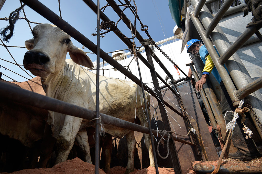 Pemerintah Keluarkan Izin Impor Sapi 123.800 Ekor - Medcom.id