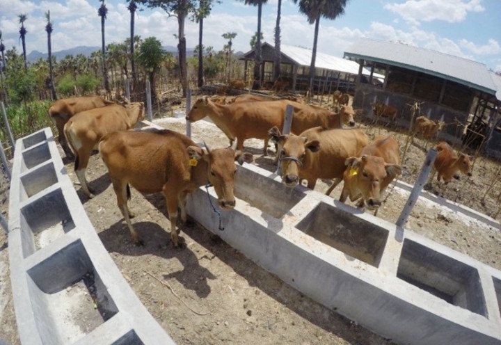 Sebanyak 25.500 Sapi Asal NTT Dikirim ke Jawa dan Kalimantan