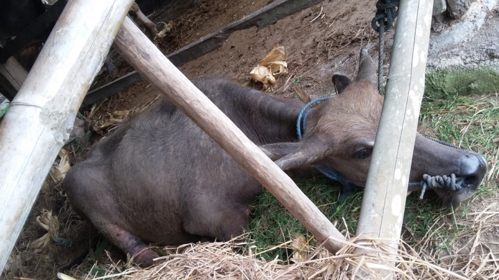 Bom Paku Bantul, Ada 50 Paku Tertancap di Tubuh Kerbau