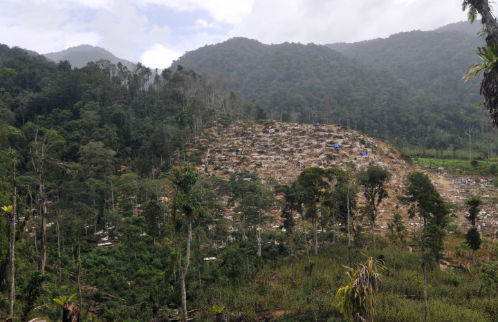 Berburu Emas Hitam dari Hutan Wonocolo