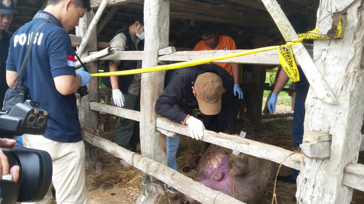 Kerbau yang Terkena Bom Paku Mati, Ini Penyebabnya