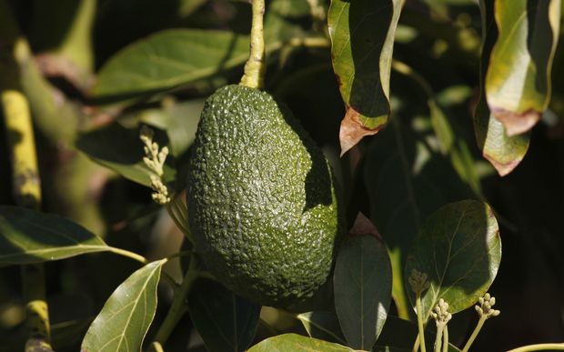 3 Tips to Eat Avocado When on a Diet