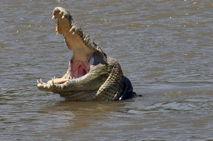 Duh, Buaya Ini Belum Lepas dari Jeratan Ban Motor