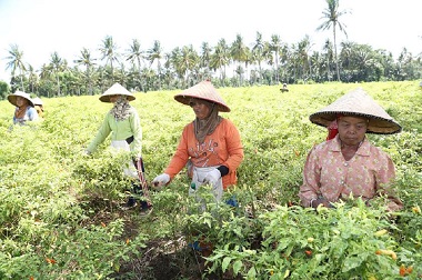 Banyuwangi Kembangkan Kawasan Khusus Produksi Cabai