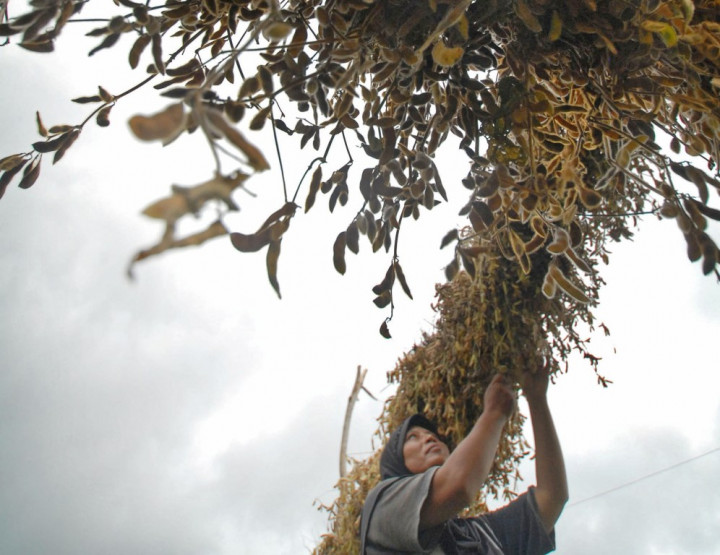 300 Hektare Tanaman Kedelai di Bantul Terancam Gagal Panen