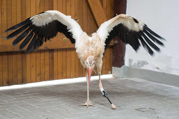 Dapatkan Kaki Palsu, Bangau Ini Kembali Bisa Berjalan